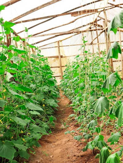 Autumn garden with mature plants and warm light