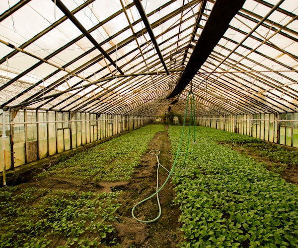 Inside a greenhouse bathed in warm evening light