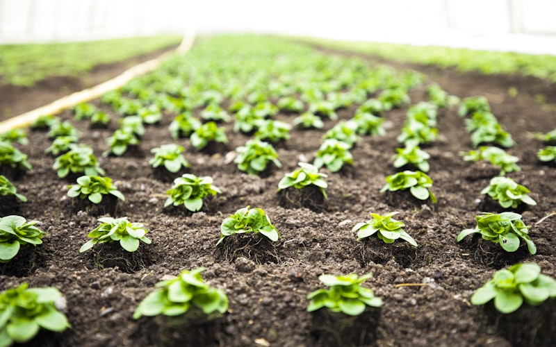 Vegetable seedlings growing in neat garden rows