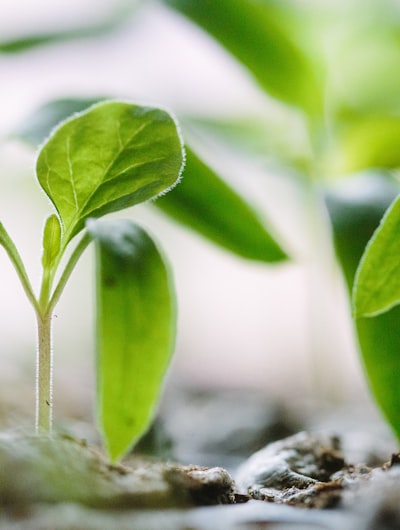 Spring seedlings emerging from dark soil