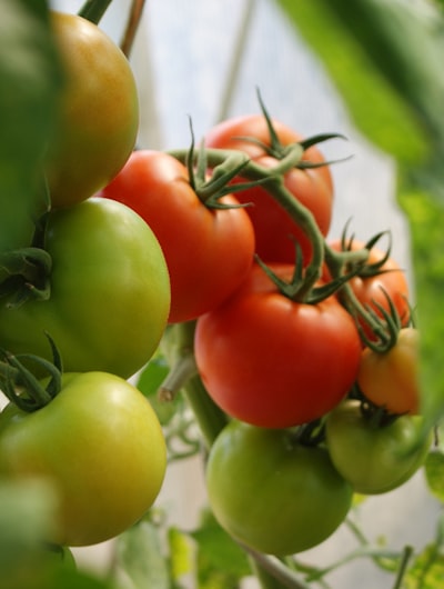 Tomatoes ripening on the vine in summer sun