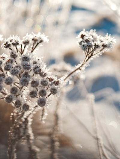 Frost crystals on garden plants in winter